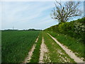 TL1027 : Bridleway passing an elder tree, Lilley by Humphrey Bolton