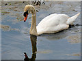 SD7908 : Mute Swan on the Manchester, Bolton and Bury Canal by David Dixon