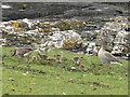 NM5237 : Greylag Geese in Scarisdale by M J Richardson