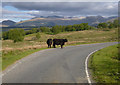 NN1982 : Cattle on the road, by Highbridge by Craig Wallace