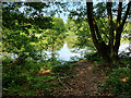 SJ4233 : Cole Mere through the Trees by David Dixon