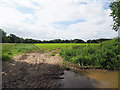 TL9594 : Maize crop with environmental headland by David Pashley