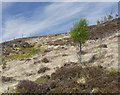 NH2616 : Trees on Meall Cuileig by Craig Wallace