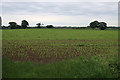 TG3925 : Maize crop by Mill Road by Hugh Venables