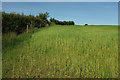 SS7426 : Cereal crop near Rawstone by Derek Harper