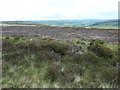 NZ7301 : Burnt heather on Glaisdale Moor by Christine Johnstone