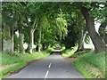 NT6427 : Tree-lined road by Philip Halling