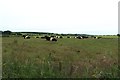 NX0758 : Belted Galloway cattle by Graham Robson