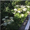 NS5964 : Giant Hogweed flourishing by the river, Clyde Street, Glasgow by Robin Stott