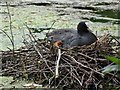 SO8991 : Coot Chick by Gordon Griffiths