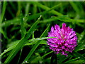 H4268 : Wet clover head by Kenneth  Allen