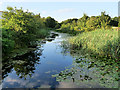 SJ5887 : St Helens Canal at Sankey Bridges by David Dixon