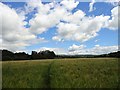 NZ1055 : Path through cornfield by Robert Graham