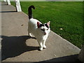 SO5968 : Cat inside the Pavilion at Tenbury Wells Bowling Green by Fabian Musto