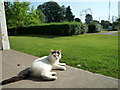 SO5968 : Cat inside the Pavilion at Tenbury Wells Bowling Green by Fabian Musto