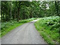 SO7475 : Forest road in Wyre Forest by Philip Halling