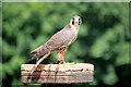 SO7023 : Young Peregrine Falcon (Falco peregrinus) at ICBP by David Dixon