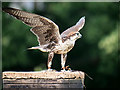 SO7023 : Lugger Falcon (Falco jugger) at ICBP by David Dixon