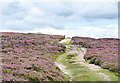 NZ0239 : Hill road through flowering heather by Trevor Littlewood