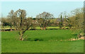 ST0206 : Streamside trees near Cullompton by Derek Harper