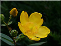 SJ7481 : Hypericum Hidcote (St John's Wort) at Tatton Park by David Dixon