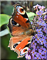 J3778 : Peacock butterfly, Belfast harbour (August 2019) by Albert Bridge