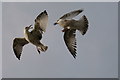 SN5882 : Gulls at Aberystwyth by Peter Trimming