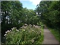 ST0515 : Wild flowers by Grand Western Canal by David Smith