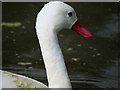 SD4314 : Coscoroba Swan by David Dixon