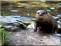 SD4214 : Otter at Martin Mere Wetland Centre by David Dixon