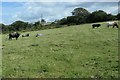 SH5058 : Cows grazing north-west of Bodgarad by Christine Johnstone