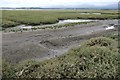 SH4459 : Plants by a muddy tidal creek, Y Foryd by Christine Johnstone