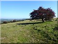 SU7120 : Hawthorn bush on Butser Hill by Oliver Dixon