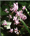 SX8852 : Cyclamen, Dart Valley Trail by Derek Harper