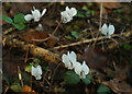 SX9065 : White cyclamen, Stantaway Hill by Derek Harper