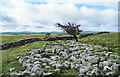 SD7965 : Limestone pavement with lone tree by Trevor Littlewood