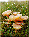 NJ1320 : Fungi by Anne Burgess