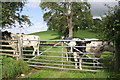 NY7409 : Inquisitive cows at gate to hilly field by Roger Templeman