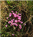 SX9575 : Cyclamen by the coast path by Derek Harper