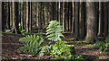 J4477 : Fern, Cairn Wood by Rossographer