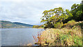 NN1107 : Vegetation along shore of Loch Fyne by Trevor Littlewood