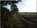  : Farm track near Cindertrack Plantation by Jonathan Thacker