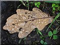 SO7842 : Raindrops on an oak leaf by Philip Halling