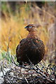 NH9634 : Red Grouse in burnt heather by Lochindorb by Des Colhoun