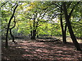 SU9585 : Burnham Beeches, start of autumn colour  by David Hawgood