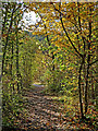 SO7583 : Woodland track in the Country Park near Alveley, Shropshire by Roger  D Kidd