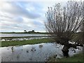 TL2799 : Willow on Whittlesey Wash - The Nene Washes by Richard Humphrey