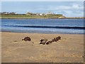 NZ3767 : Driftwood on Littlehaven beach by Oliver Dixon