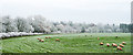 NY5633 : Frosted trees and bushes alongside River Eden by Trevor Littlewood