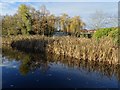 SO8171 : Reeds beside the canal by Philip Halling